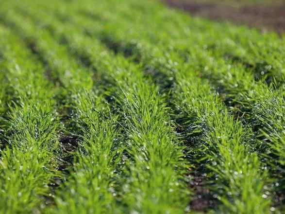 Аграрії планують засіяти озимими зерновими 7,3 млн га