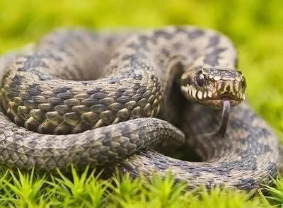 На Буковині селянина вкусила змія на присадибній ділянці