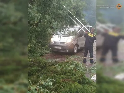 Из-за сильного дождя во Львовской области подтоплены дома и повалены деревья