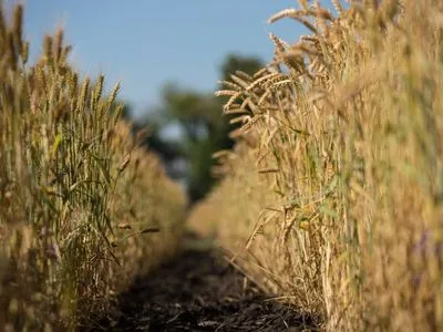 В Украине почти завершили сбор ранних зерновых