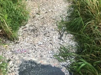 Через масову загибель риби у Харкові відкрито кримінальне провадження