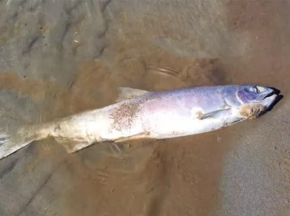 Через занадто теплу воду на Алясці масово гине риба