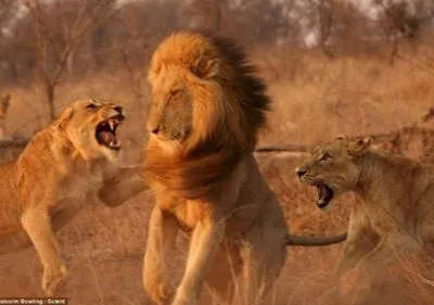 Ученые подсчитали количество львов в Африке