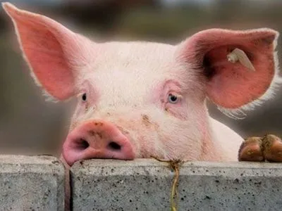 Во Львовской области из-за африканской чумы ввели карантин вокруг свинофермы