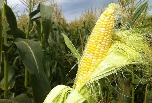 Украина вытесняет США с китайского рынка кукурузы