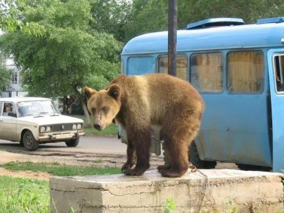 На Камчатці ведмеді ганялися за перехожими, а поліція за ведмедями