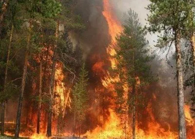 В Полтавской области потушили лесной пожар