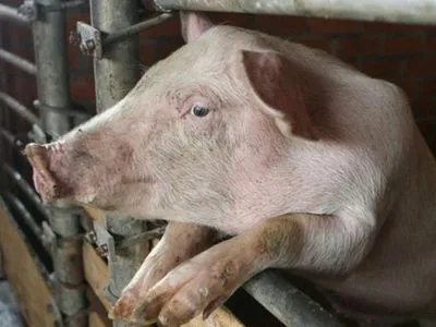 АЧС: поголів'я свиней у Китаї скоротилося на третину