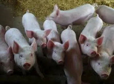 Украина производит все меньше свинины