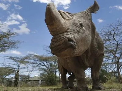 Ученые смогли искусственно оплодотворить яйцеклетки самок северного белого носорога