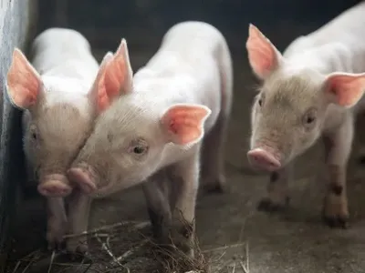 АЧС: Китай скупает французскую свинину