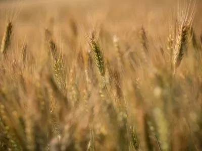 Жнива-2019: в Україні зібрано майже 40 млн тонн зерна
