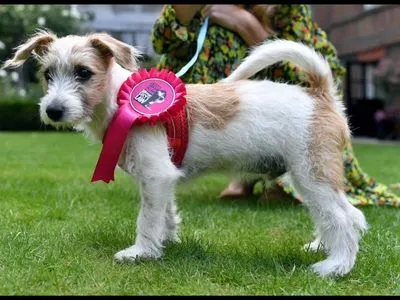 Появилось фото щенка, который поселился в резиденции премьера Великобритании