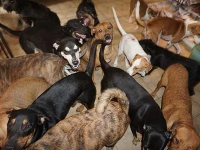 Женщина приютила 97 собак во время урагана “Дориан” на Багамских островах