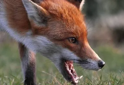 В селе в Ровенской области ввели двухмесячный карантин из-за бешеной лисы