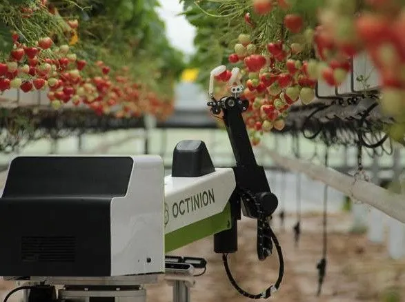Английские ученые создали робота для сбора спелых фруктов и салата