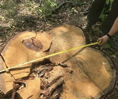 На Харківщині лісничий підозрюється в заподіянні шкоди на 8 мільйонів