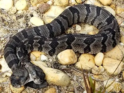 В США нашли редкую двухголовую змею