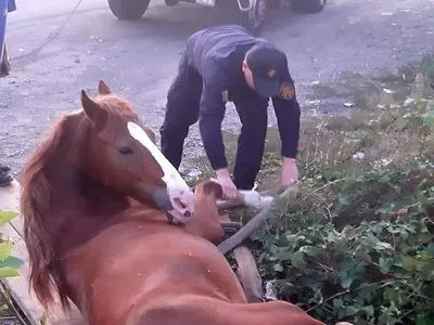 Гнідий кінь застряг у триметровій "пастці" в Ужгороді