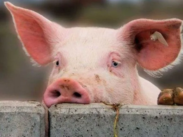 У Львівській області через АЧС знищили майже 73 тис. свиней