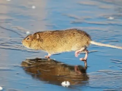 В Полтавской области после укуса водяной крысы умер мужчина