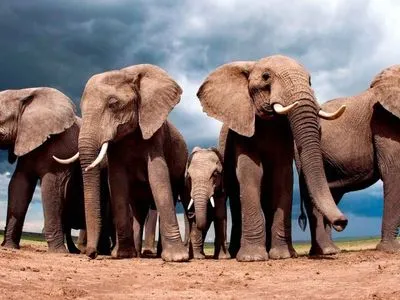 На Шрі-Ланці слони кинулись у натовп: постраждало 17 осіб