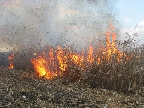 В Полтавской области сгорело 90 га поля с кукурузой