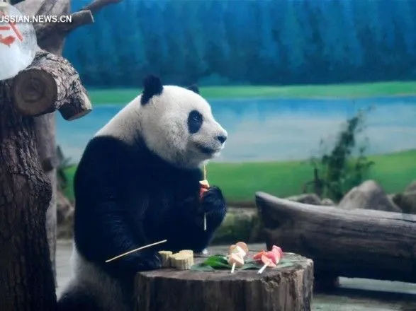 В зоопарке Тайваня панд кормили пряниками по случаю Праздника середины осени