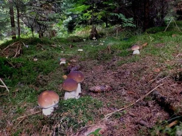 На Буковине пять человек попали в реанимацию отравившись грибами