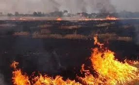 Внаслідок пожежі у Київській області вигоріло 30 га поля з соєю