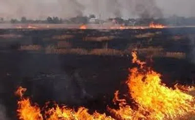 В результате пожара в Киевской области выгорело 30 га поля с соей