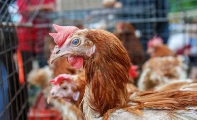 Україна не збавляє темпів експорту курятини до ЄС