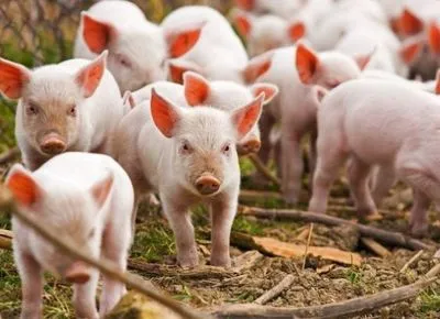 В Украине стало меньше свиней