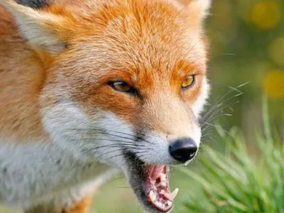 В Миргороде объявили карантин из-за бешеной лисы