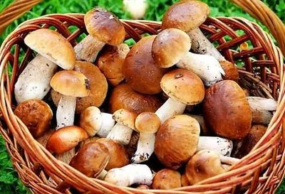 Во Львовской области мужчина умер, собирая грибы