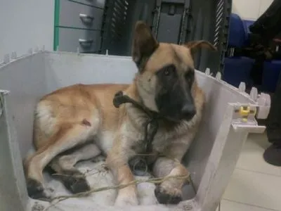 В Киеве спасли собаку, которую сбила машина