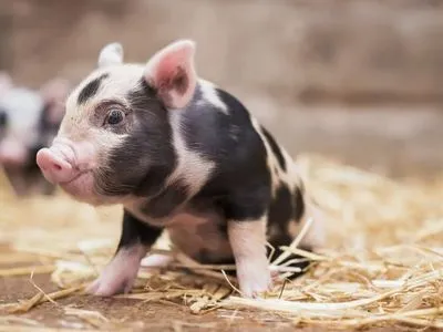 Филиппины запретили ввоз свинины из 22 стран, в том числе - и из Украины
