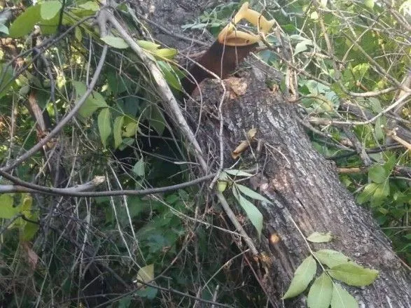 В Харьковской области мужчина упал с дерева и умер