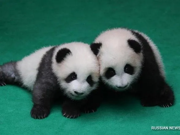 Из семи детенышей большой панды выложили поздравления к годовщине КНР