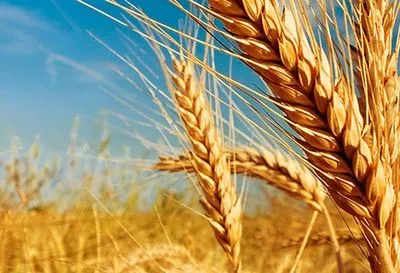 Українські аграрії намолотили уже 45 млн тонн зерна