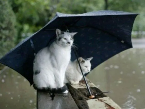 В воскресенье в Украине пройдут дожди