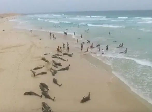 Более сотни дельфинов выбросились из моря на африканский пляж