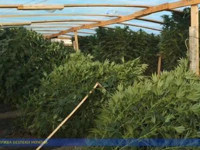 На Херсонщині ділки вирощували елітну марихуану для перепродажу в окупованому Криму