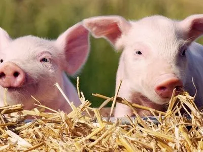 Из-за АЧС: поголовье свиней в Польше сократилось на миллион