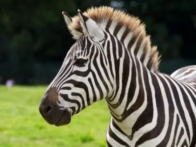 В Германии застрелили зебру, которая сбежала из цирка