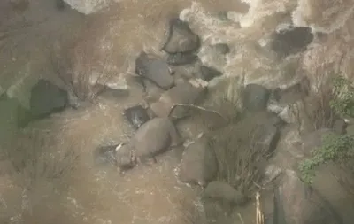 В Таиланде погибли шесть слонов, спасая друг друга от падения в водопад