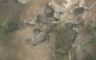 У Таїланді загинули шість слонів, рятуючи один одного від падіння у водоспад