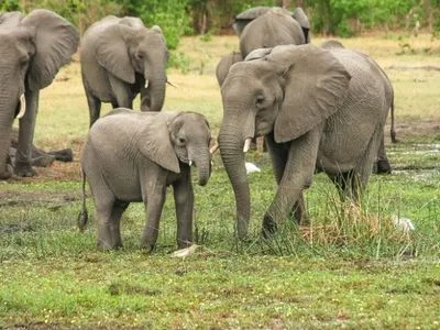 У Таїланді до водоспаду впали 11 слонів, які рятували одне одного