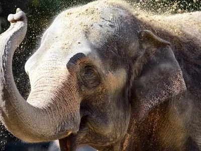 У мережу виклали відео розваг слона у пісочниці