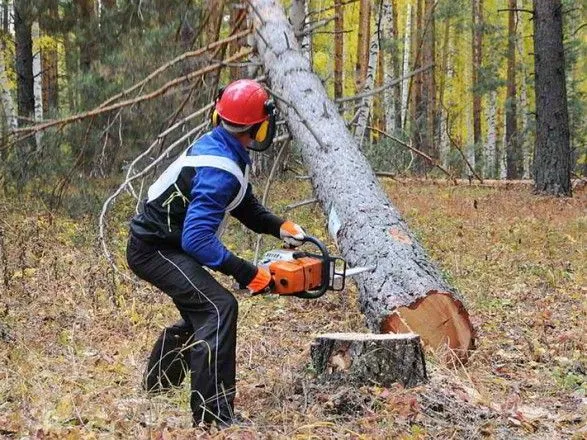 Чоловіка на Житомирщині вбило деревом під час вирубки лісу